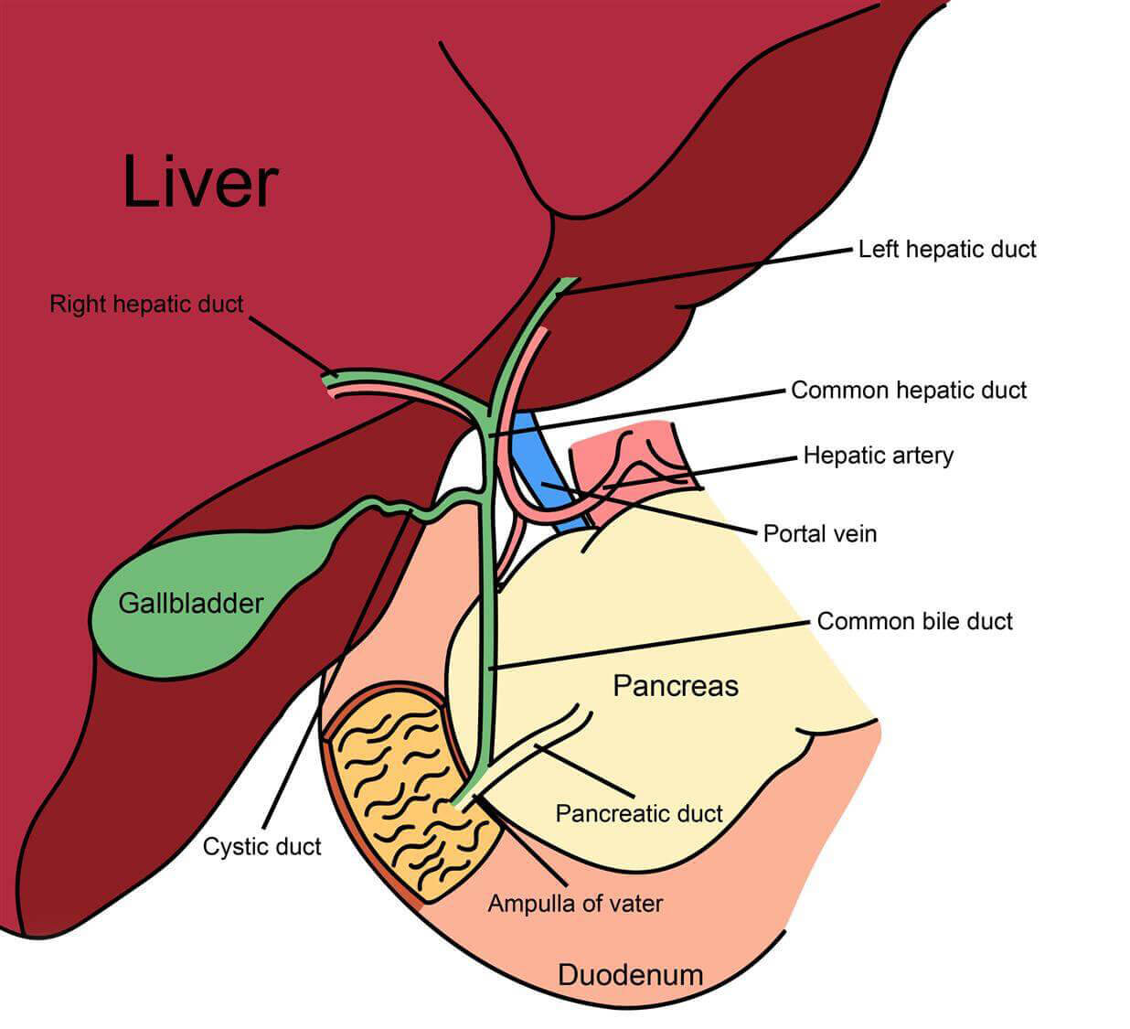 biliary-tree-reuerur65-2