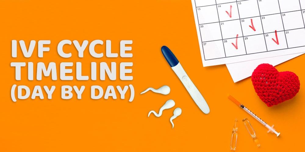 ivf-cycle-timeline-day-by-day