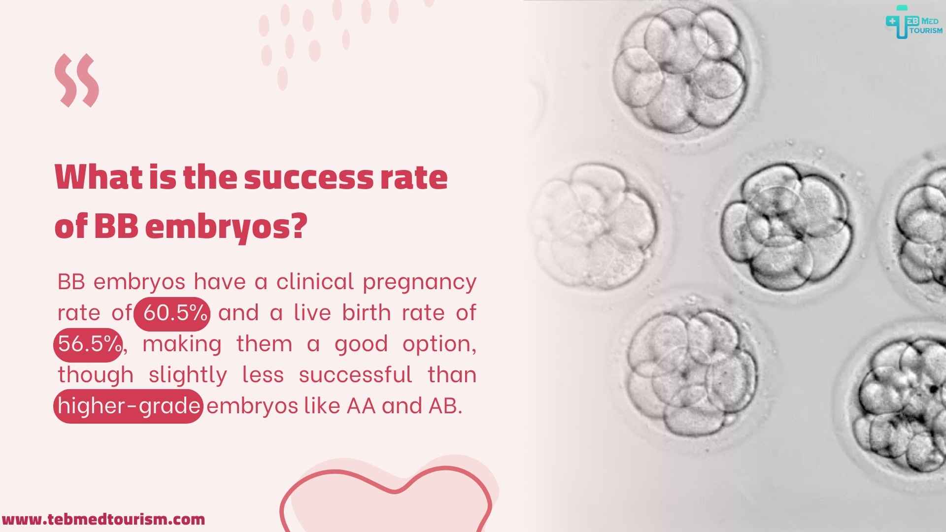 What is the success rate of BB embryos