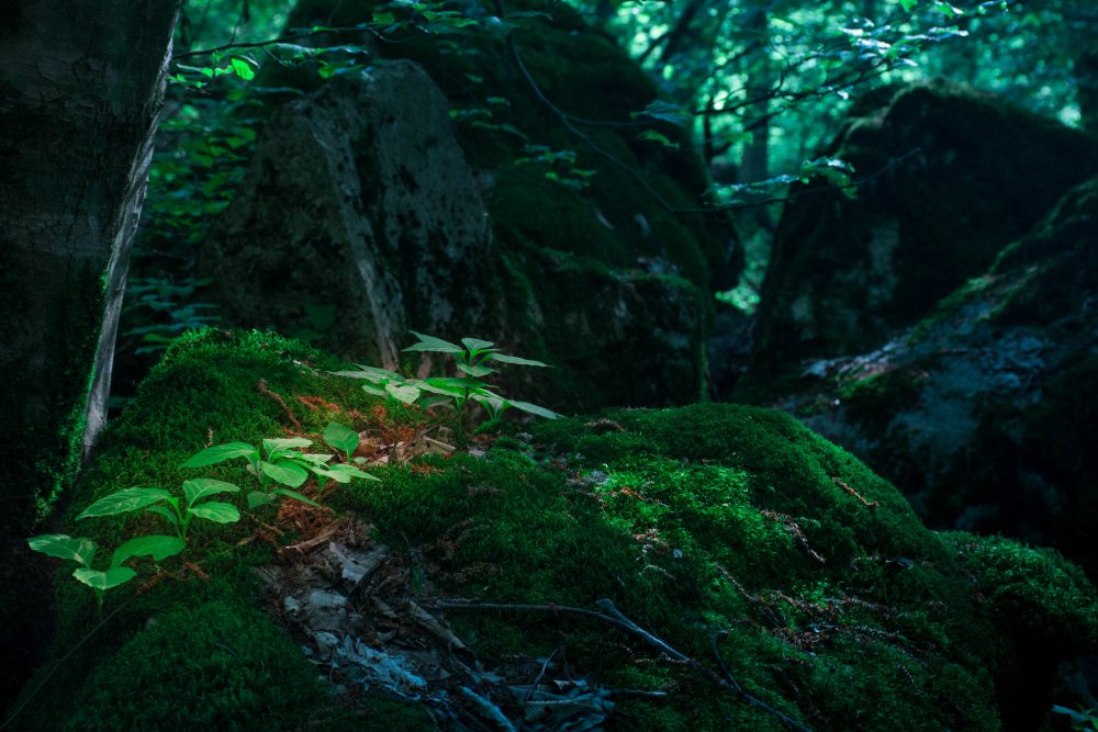 Зеленое сердце внутри лес. Лес который со всех сторон