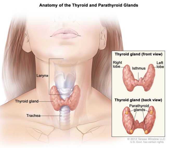 common parathyroid symptoms e1598169215630