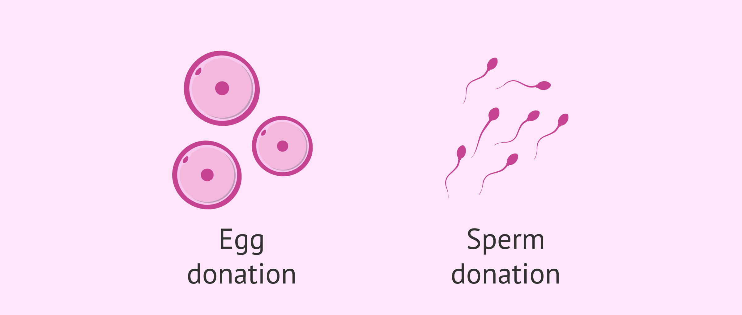 gamete-sperm-egg-donation