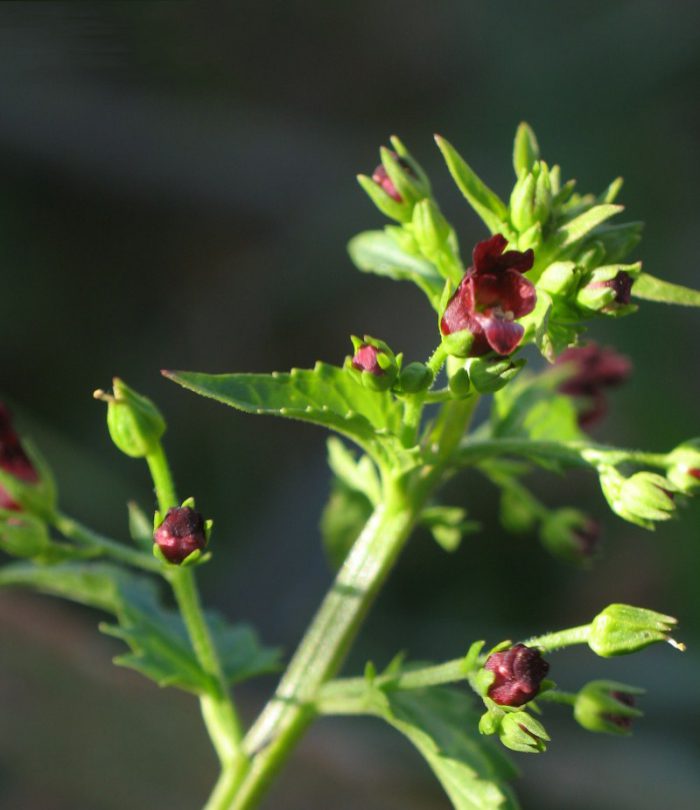 Scrophularia pelegrina2 e1598167583132