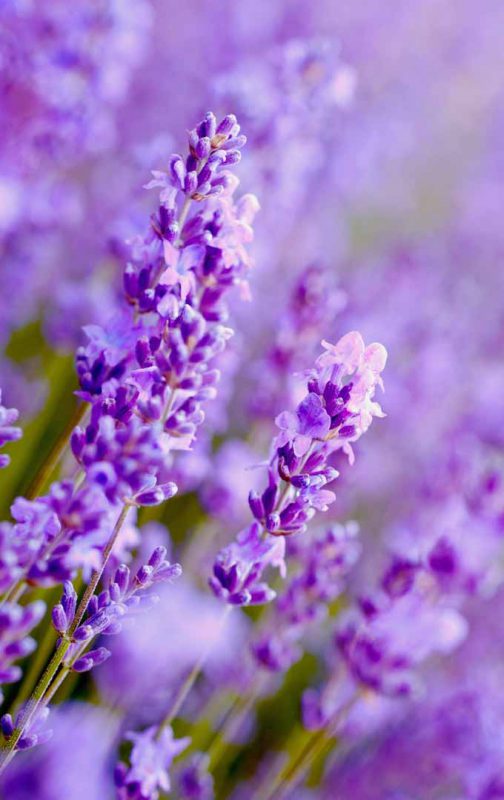 grow lavender flowers e1598167598573