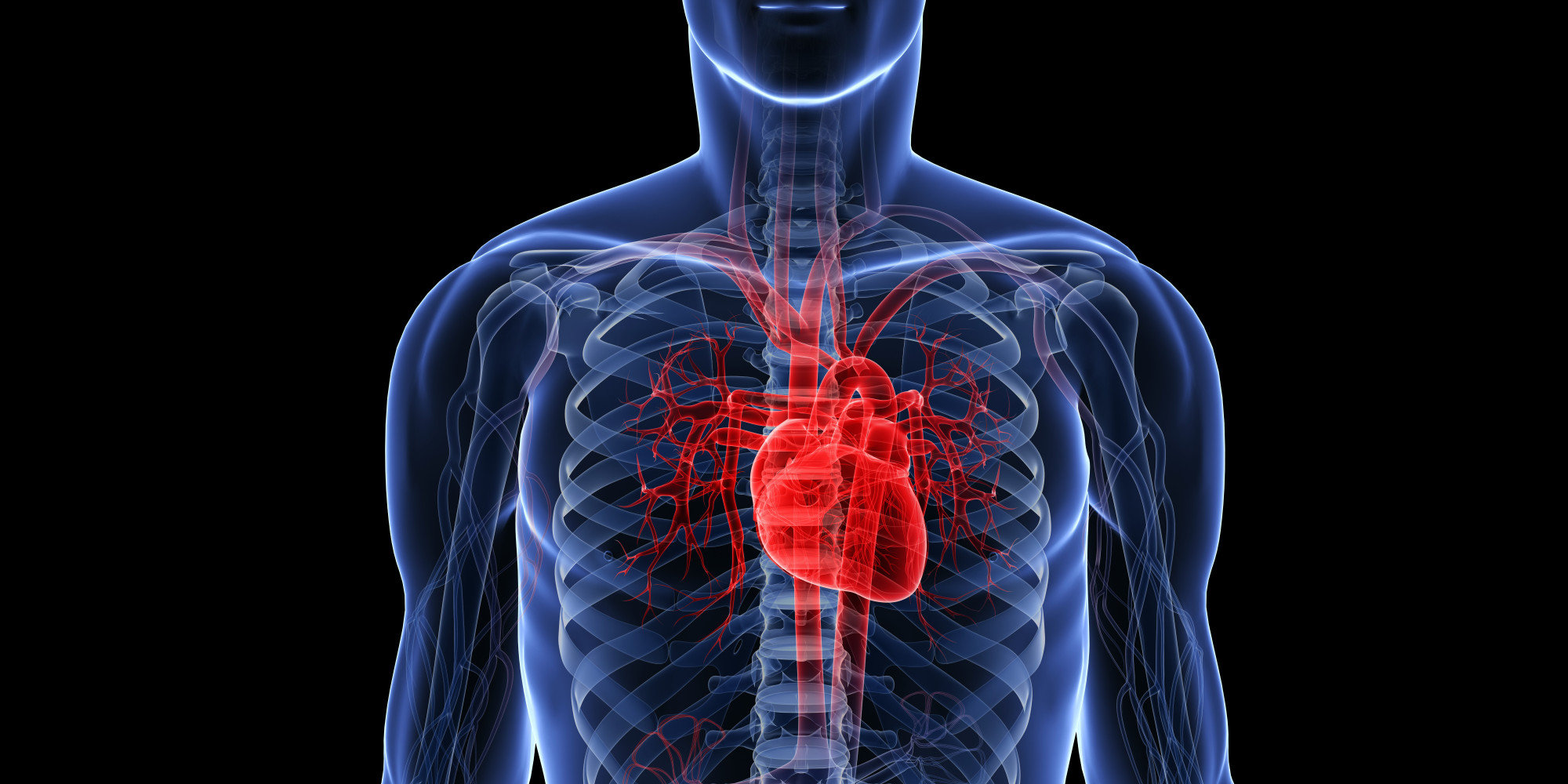 anatomical-heart-in-chest-diagram-location-of-human-heart-in-chest-human-anatomy-chart