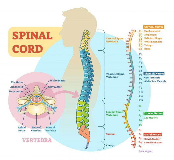 Spinal stenosis