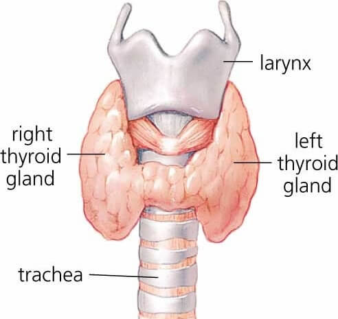 Thyroidectomy