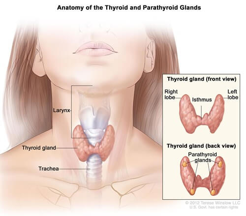 Thyroidectomy