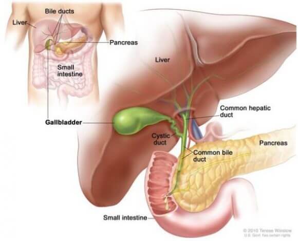 ms-pem-generalsurgery-cholecystectomy-01-en-e1490584159700