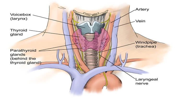 Thyroidectomy