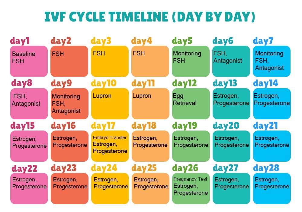 IVF CYCLE TIMELINE (DAY BY DAY)