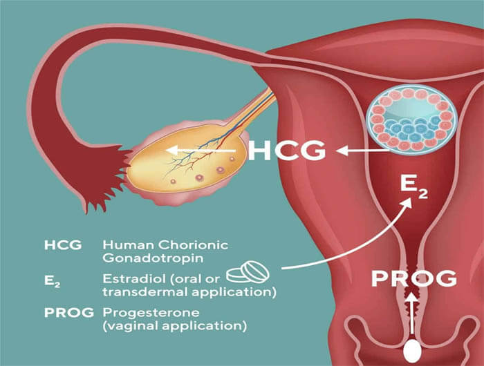 different-embryo-maternal-dialogue-in-the-first-trimester-of-egg-donation-pregnancy