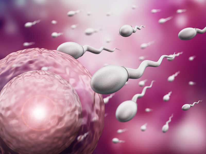 the-role-of-chronobiology-in-fertility