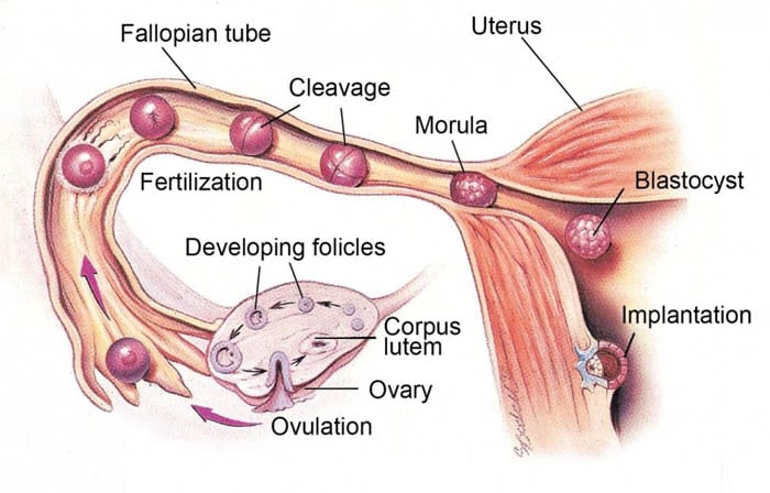 Egg donation in Iran