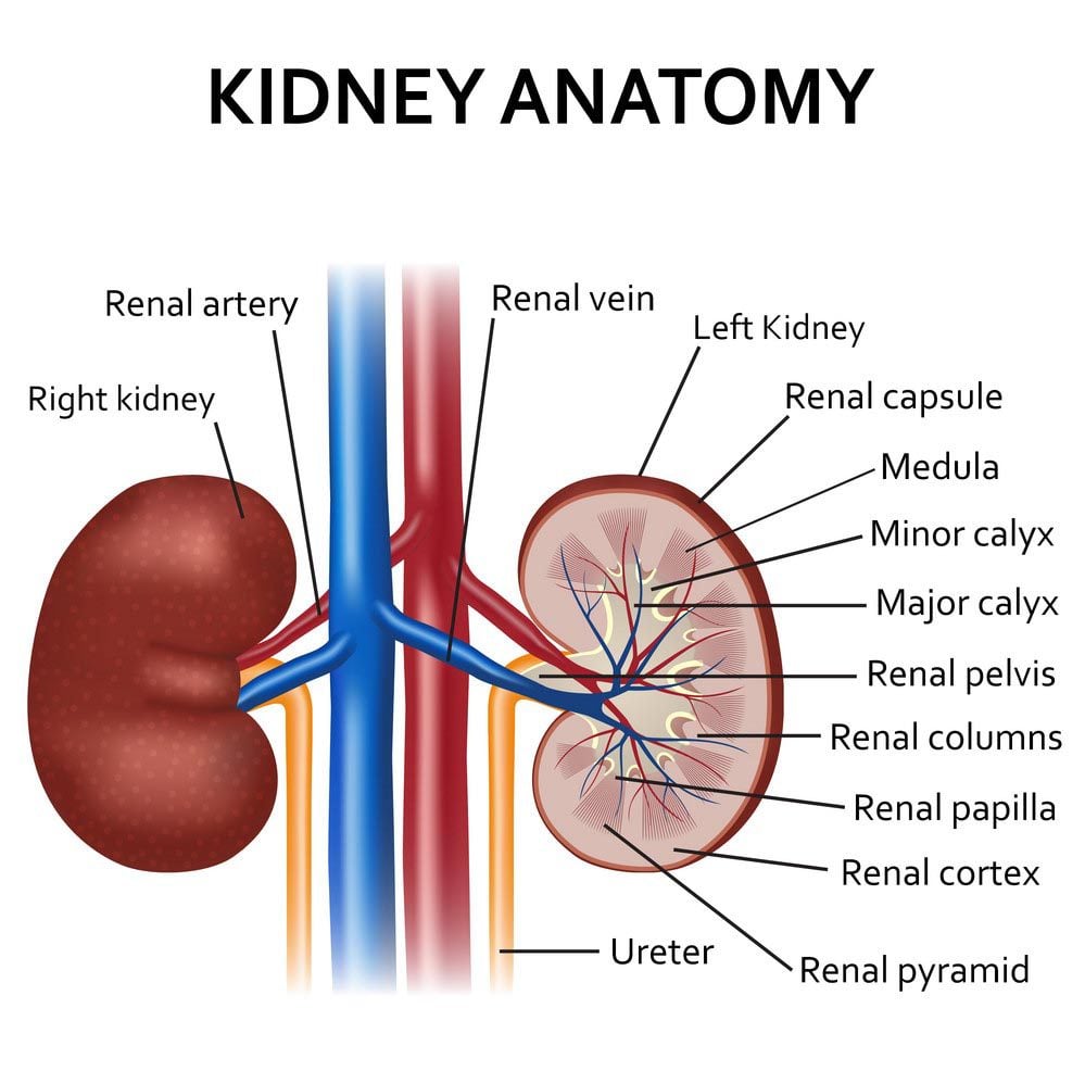 pros and cons of kidney transplant