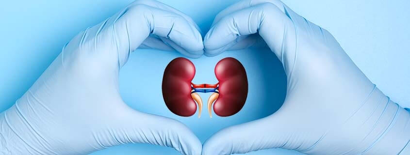 How does obesity affect kidney transplant success?