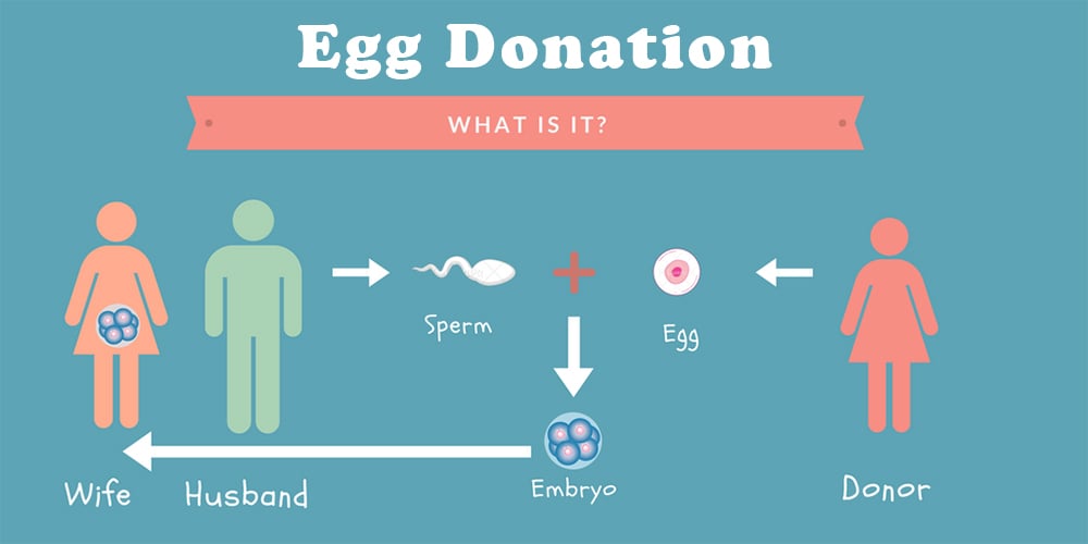 Egg Donation Process Step By Step