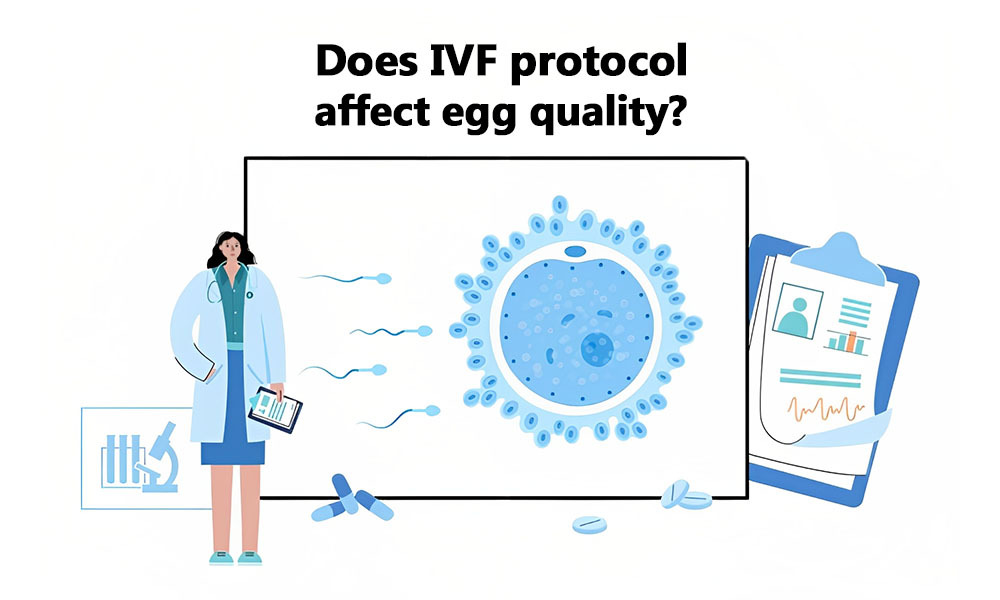 Does IVF protocol affect egg quality