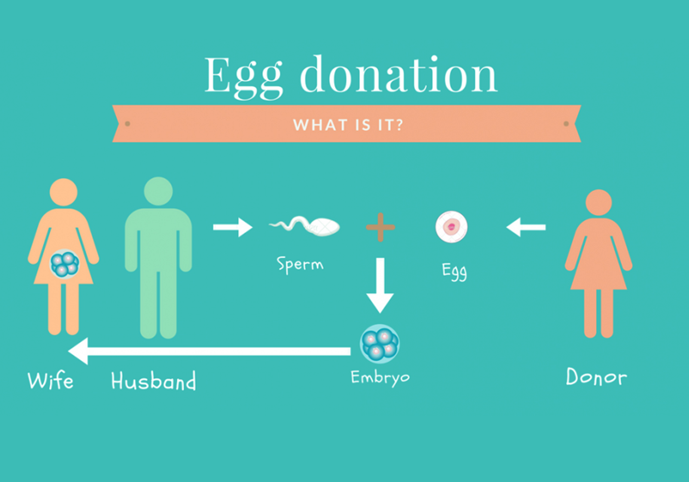 Egg Donor IVF Process