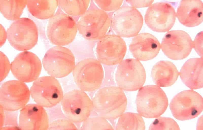 Egg donation process for recipients