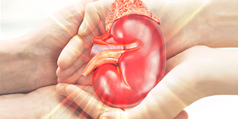 Living with One Kidney after Donation
