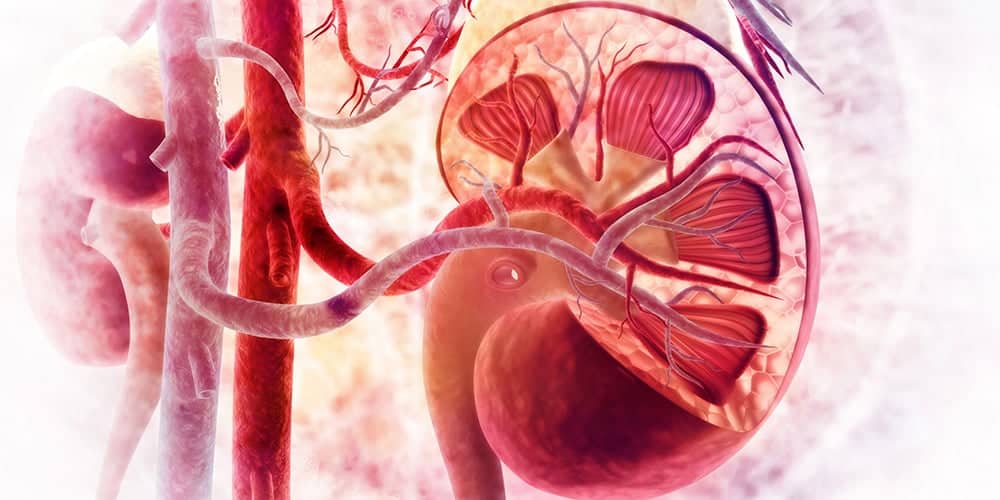 الأدوية المثبطة للجهاز للمناعي بالنسبة لمرضى زراعة الكلية