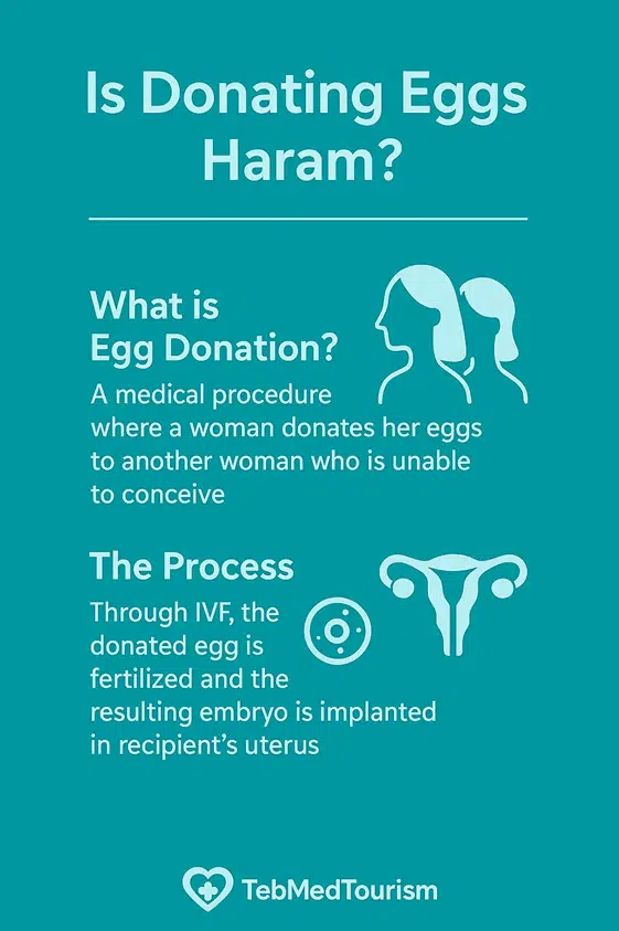 Is Donating Eggs Haram?