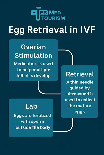 Step-by-Step Overview of the Egg Retrieval Process