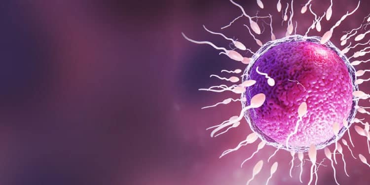 ইরানে IVF কীভাবে করা হয়?