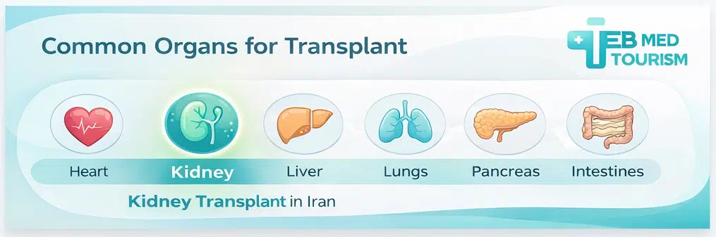 What organs can be transplanted?
