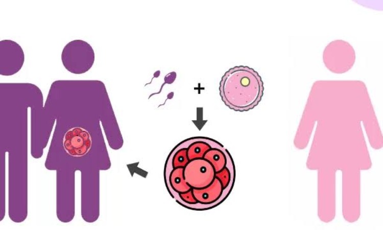 ⁠egg donation