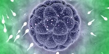 هل سوف يكون وجه الطفل المولود عن طريق علاج العقم بالبويضة المتبرع بها شبيها لنا؟