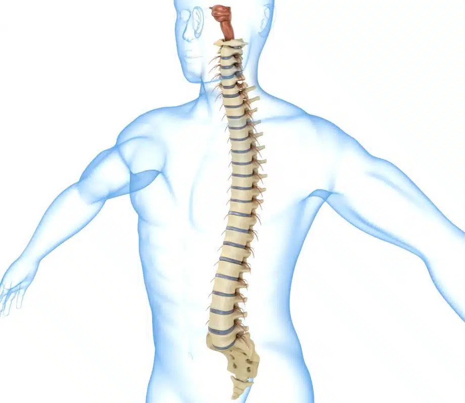 6683 human spine with spinal cord and body