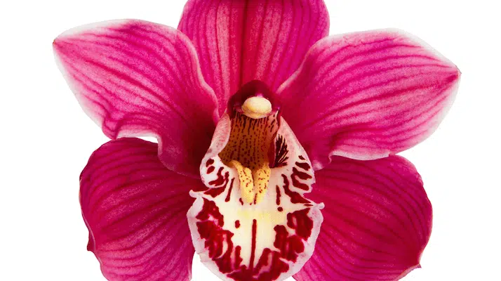 كيف يتم حساب تكلفة جراحة تجميل المهبل