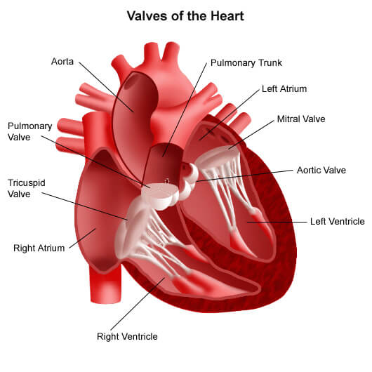 valves-of-the-heart-2