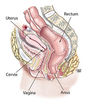 4110-anatomy-woman-diagram