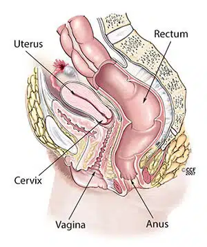 مخطط تشريح المرأة