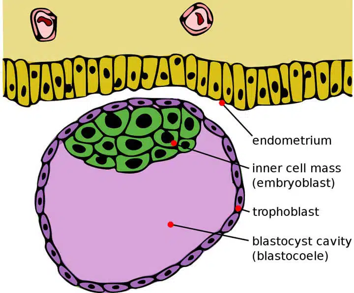1200px-blastocyst_english22