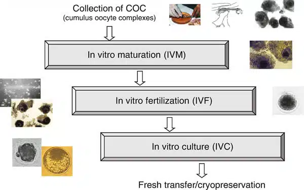 371725_1_en_12_fig2_html22