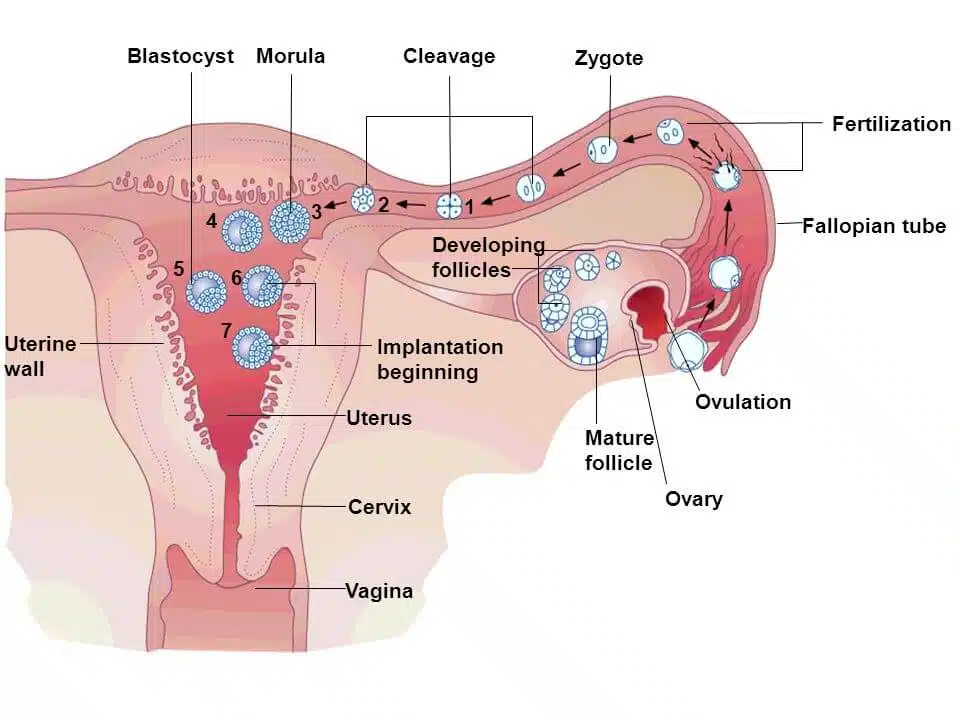 blastocystmorula-cleavage-zygote-fertilizationfallopiantube-developing
