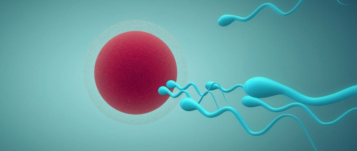 egg-donation-10
