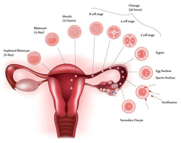 implantation_issues_header-2