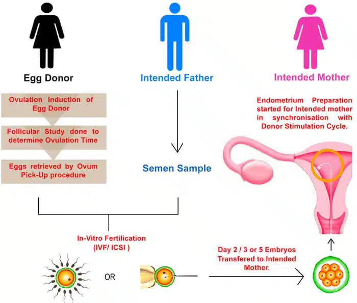 ivf-with-egg-donor-2