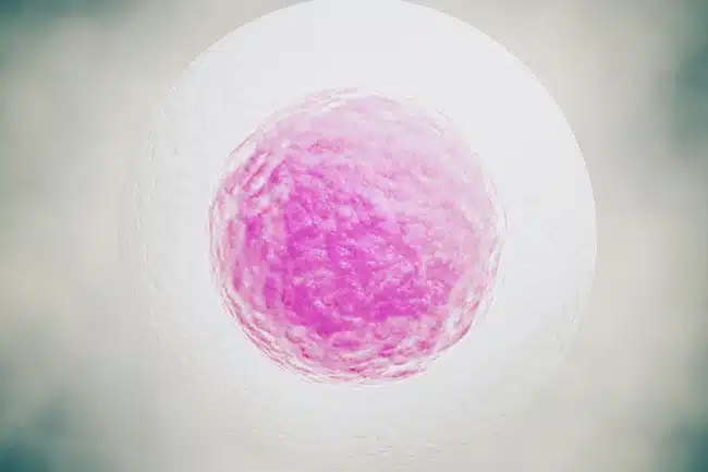 what-happens-after-egg-collection