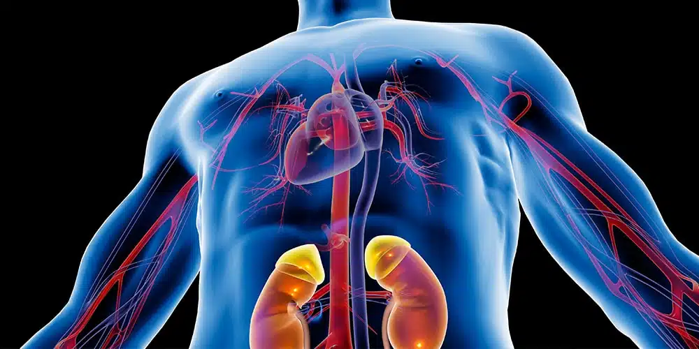 پیوند کلیه24