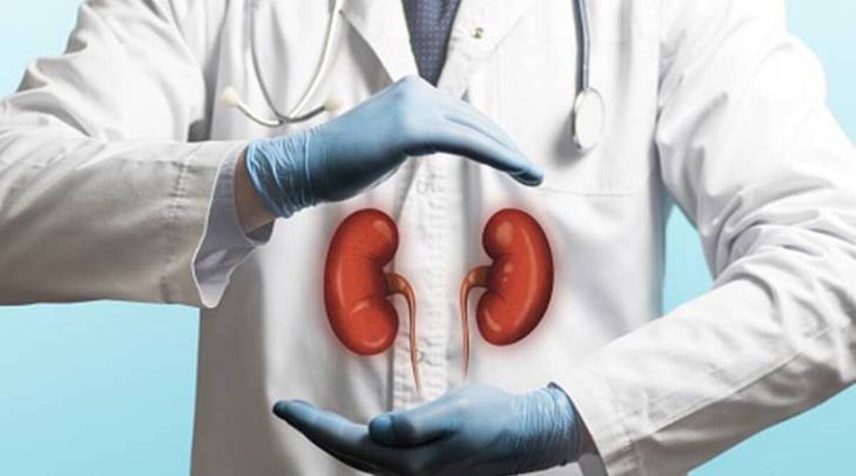 kidney