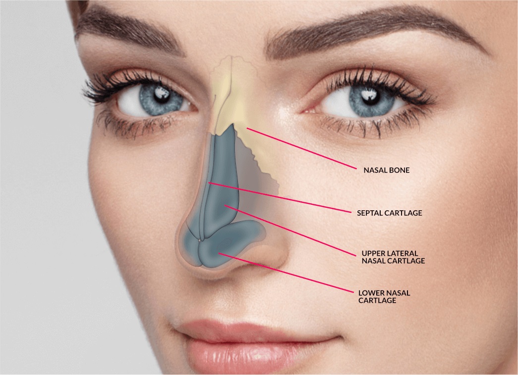 5a321a2449520e00017f7a86_rinoplasty-2