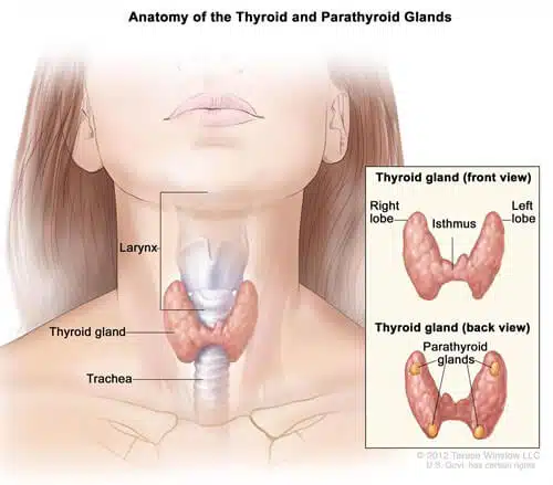anatomy-of-thyroid-glandktyiti6