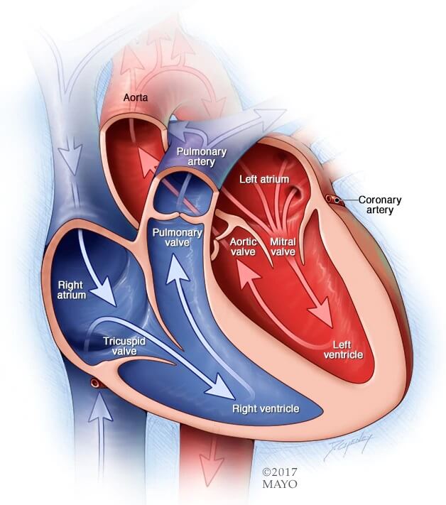 mcdc7_theheart2