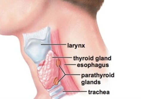 parathyroid-trachea